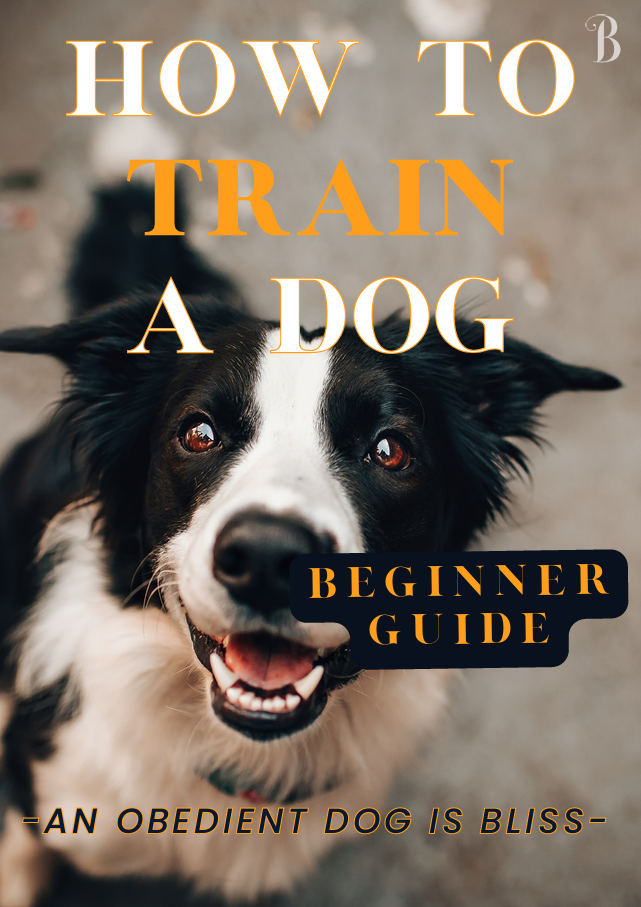 HOW TO TRAIN A DOG